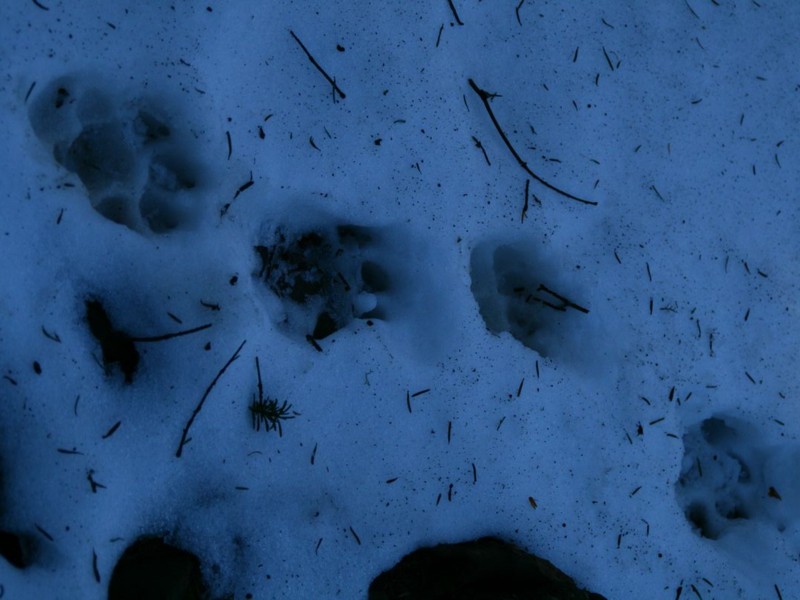 The wolf traces on the snow
