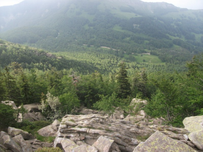 Silver fir population
