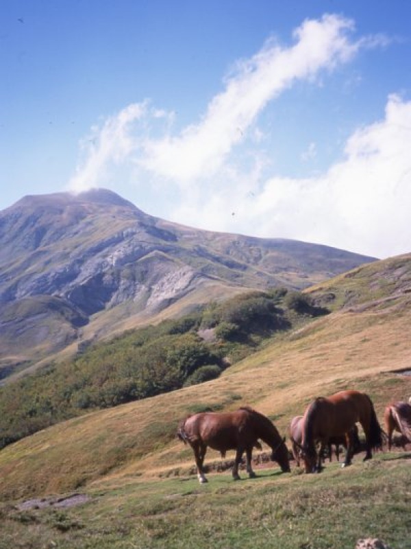Pferde am Fuße des Berges Cusna
