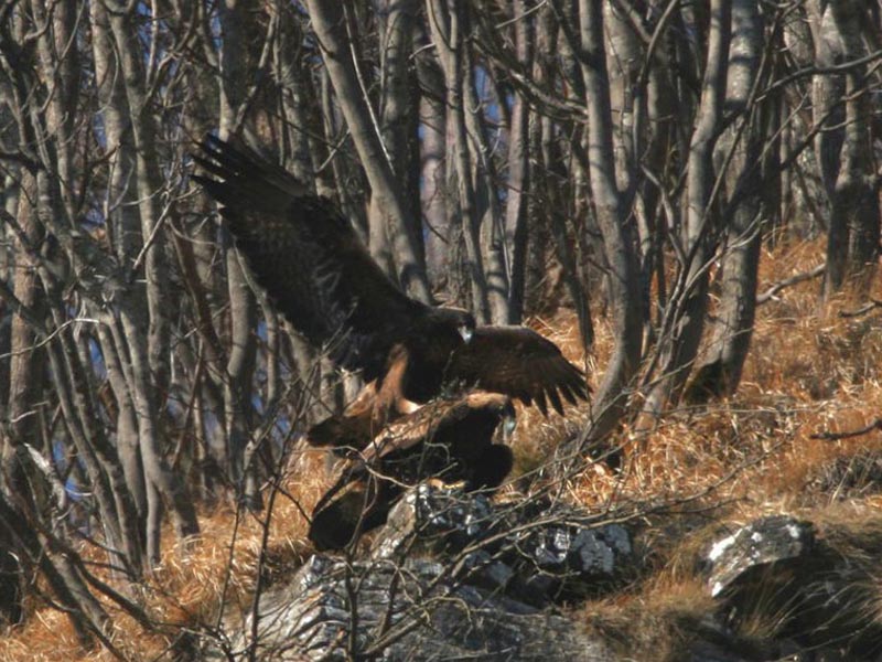 Golden Eagle mating