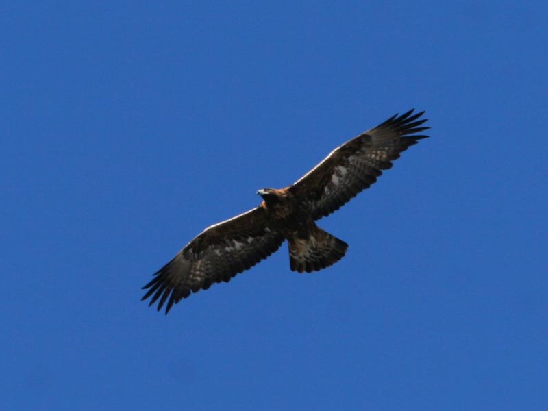 Golden Eagle adult male